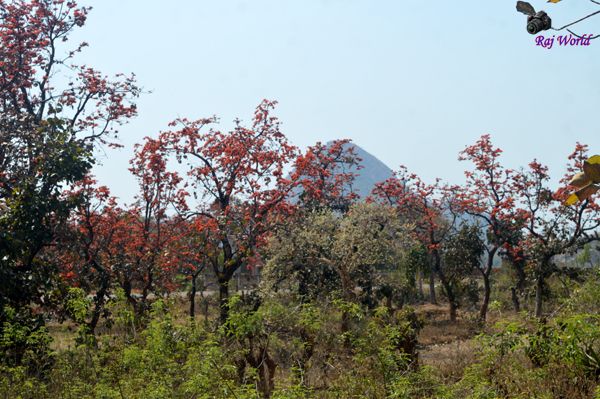 Kansra Hills