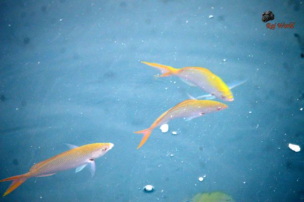 Fishes