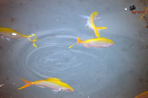 Fishes