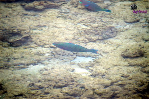 Parrot Fish
