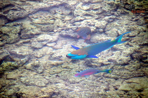 Parrot Fish