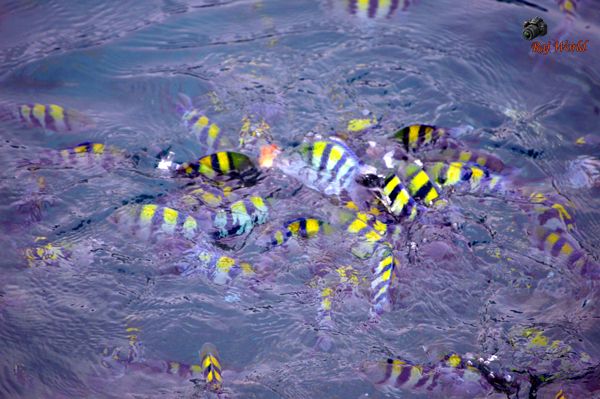 Tropical Fishes