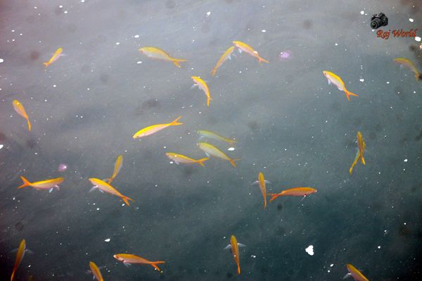 Fishes