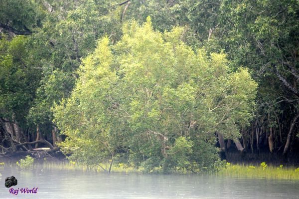 Sundarban