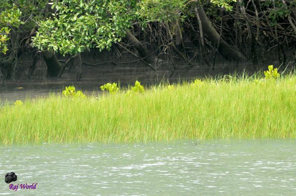 Sundarban