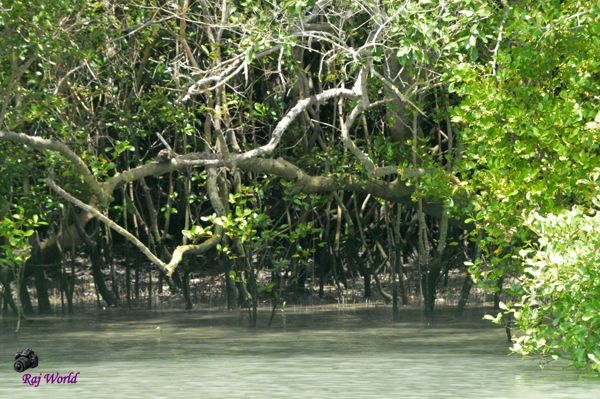 Sundarban