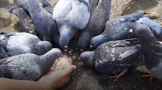 Pigeons from my garden
